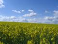 Українські виробники ріпакового насіння можуть втратити доступ до ринку біопалив