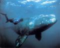Гренладський кит