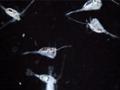 на півночі Атлантики виявили планктон