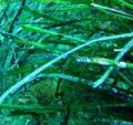 Морські водорості вбирають вдвічі більше СО2, ніж ліси