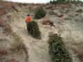 Бойскаути перетягують дерева в дюни в рамках щорічної боротьби за зміцнення дюн 