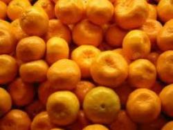 Зміни клімату дозволять вирощувати мандарини в Одесі